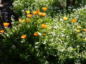 Thrive amender soil for gardens planters