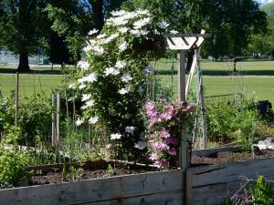 Thrive amender soil for gardens planters