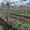 THRIVE Compost kiwi vineyard installation