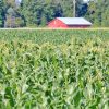 Thrive Organic Compost Web - Corn