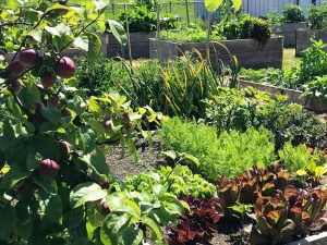 Vegetable Blend Growing Media for Veggie & Herb Gardens