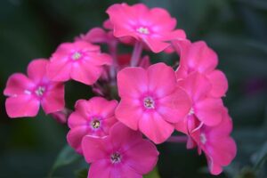 THRIVE Planter Blend Soil