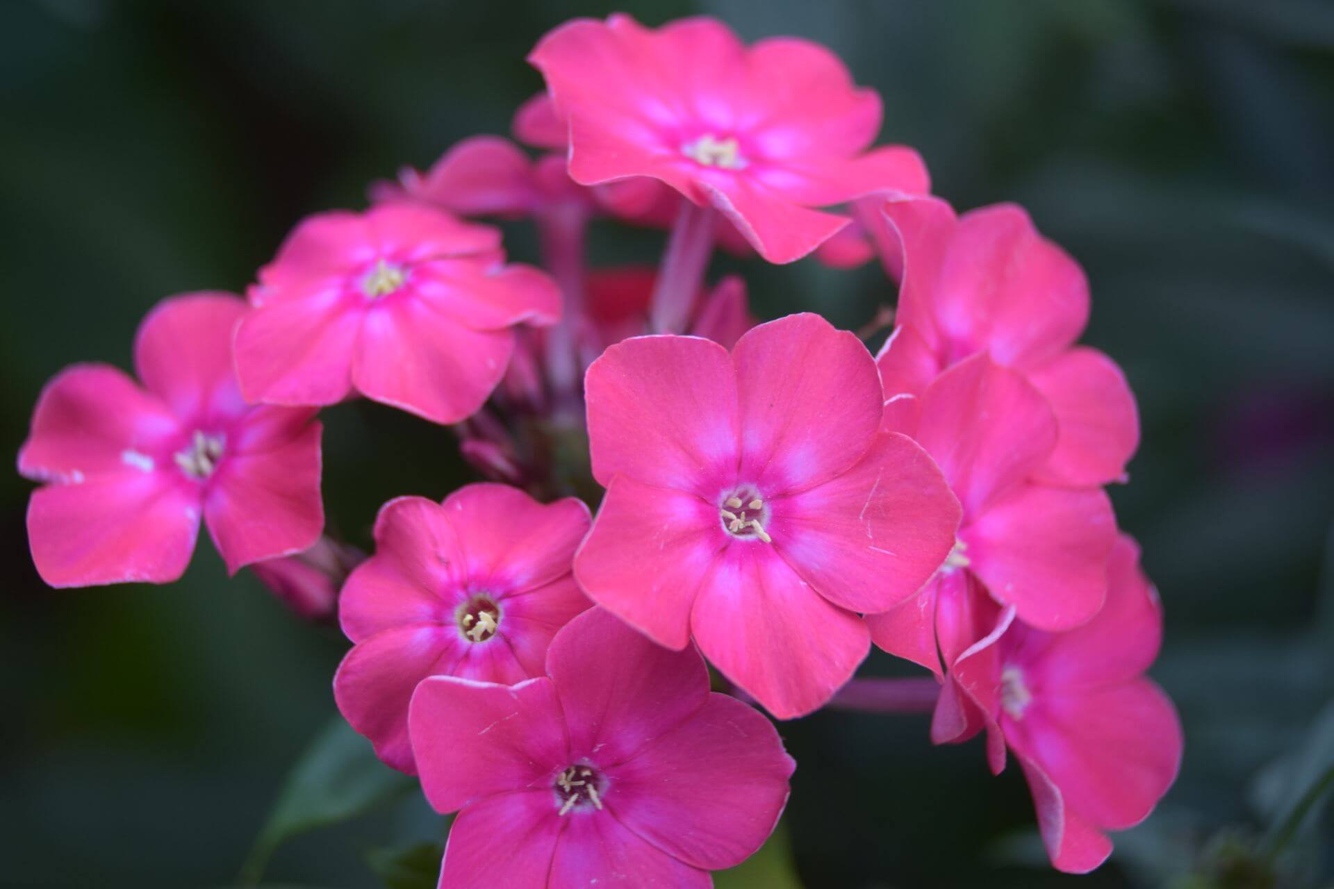 THRIVE Planter Blend Soil