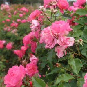 THRIVE Planter Blend Soil