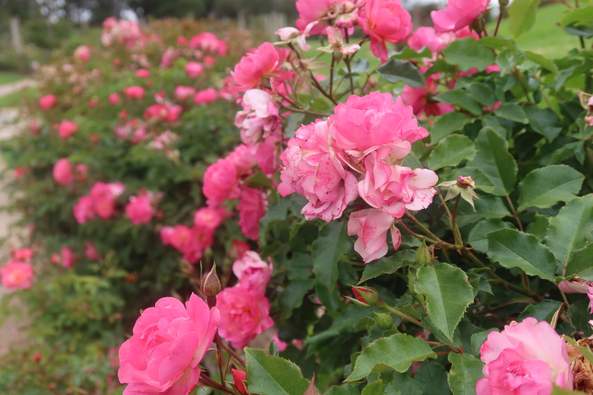 THRIVE Planter Blend Soil