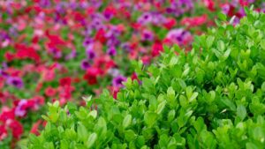 THRIVE Planter Blend Soil